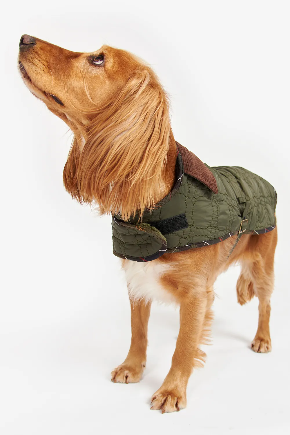 Barbour Abrigo Bone Quilted Dog