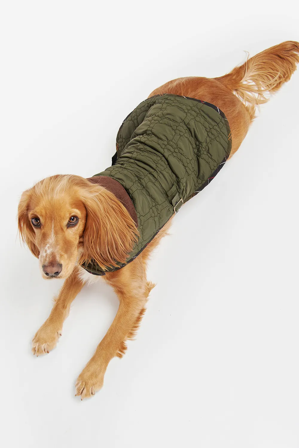 Barbour Abrigo Bone Quilted Dog
