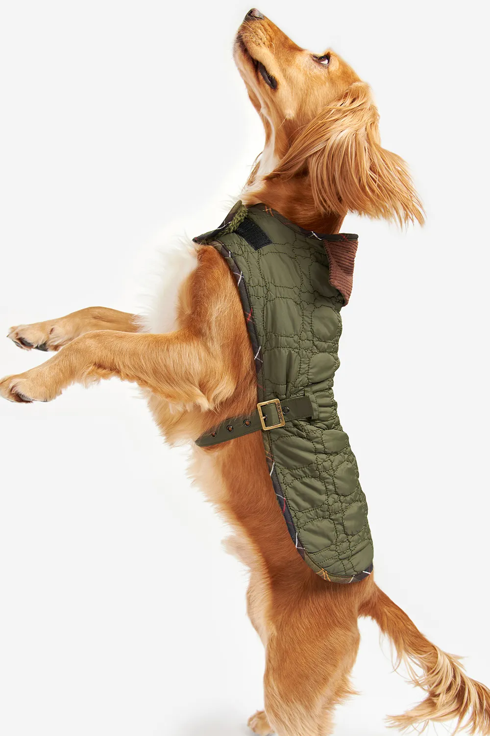 Barbour Abrigo Bone Quilted Dog