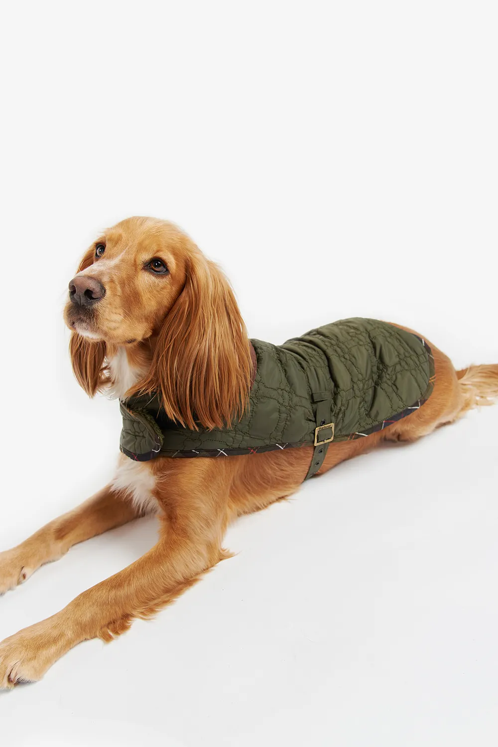 Barbour Abrigo Bone Quilted Dog